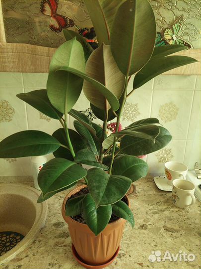 Фикус 3 ствола