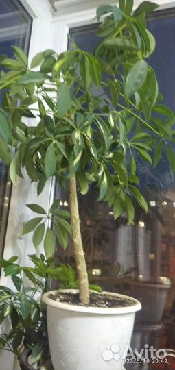 Шеффлера, глоксиния бордовая, хаворция, и др