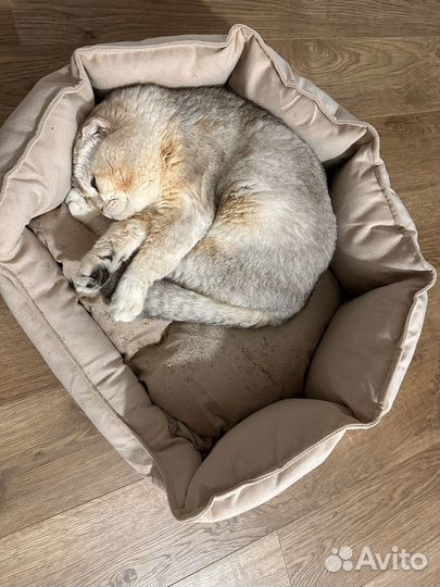 Шотландский вислоухий кот вязка