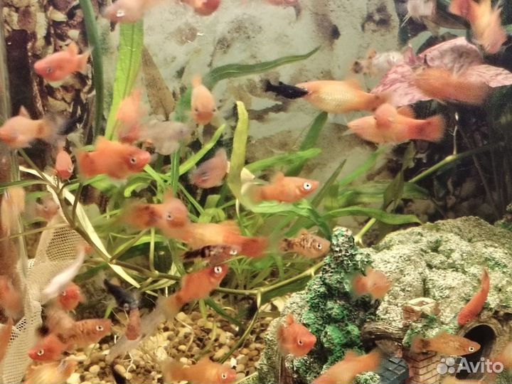 Аквариумные рыбки