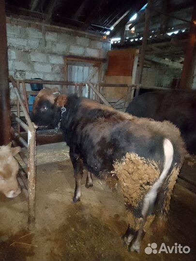 Бычки на докорм