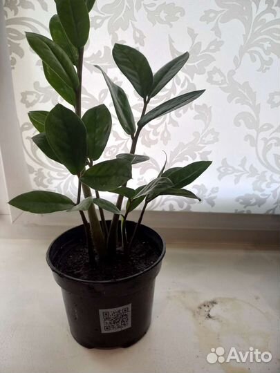 Замиокулькас