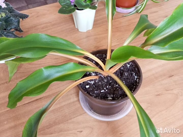 Хлорофитум