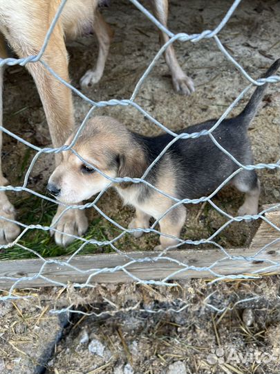 Щенки русской гончей