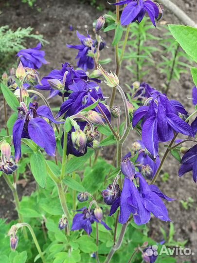 Герань Аквилегия Фиалка Жемчужница