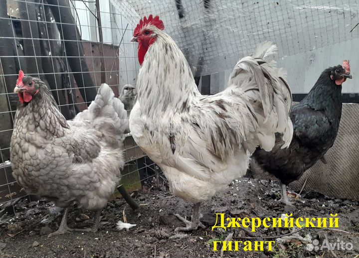 Цыплята Амераукана Лаванда и Джерскийский гигант