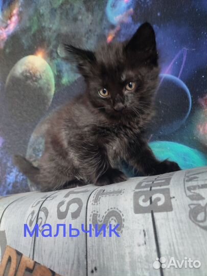 Отдам котят