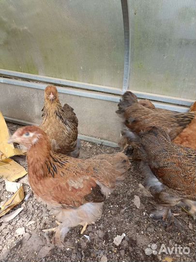 Куры брама куропатчатая