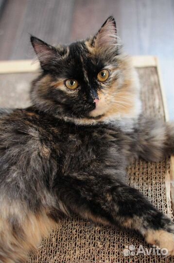 Котёнок трехцветка в дар