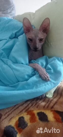 Кот сфинкс в добрые руки