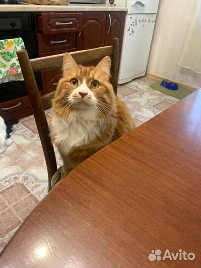 Передержка собак и кошек