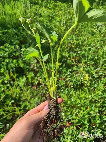 Рассада клубники 3 сорта