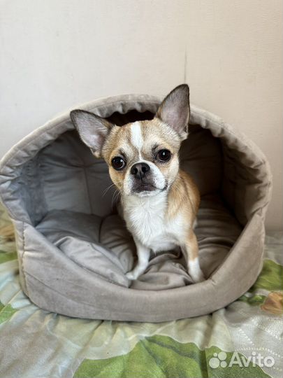 Лежанка / домик для собак и кошек