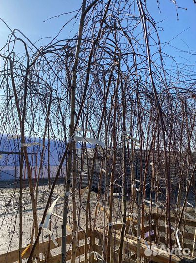 Береза Юнги на штамбе (180-200см)