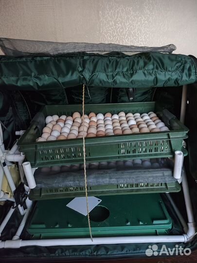 Инкубатор тгб пласт на 240 куриных яиц
