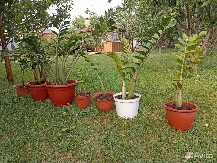 Долларовое дерево, Замиокулькас