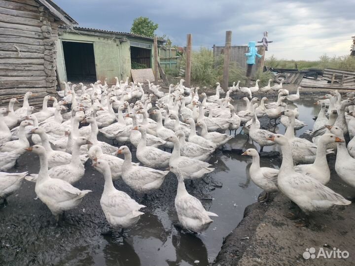 Продам гусей, мясом и живым весом 200 шт