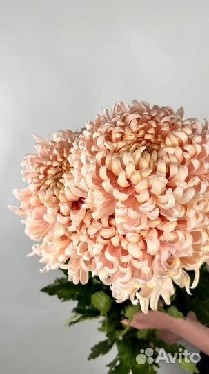 Хризантема