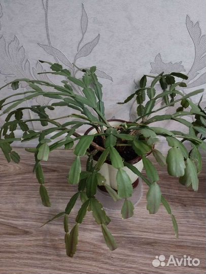 Декабрист шлюмбергера