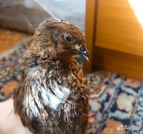 Перепел селадон