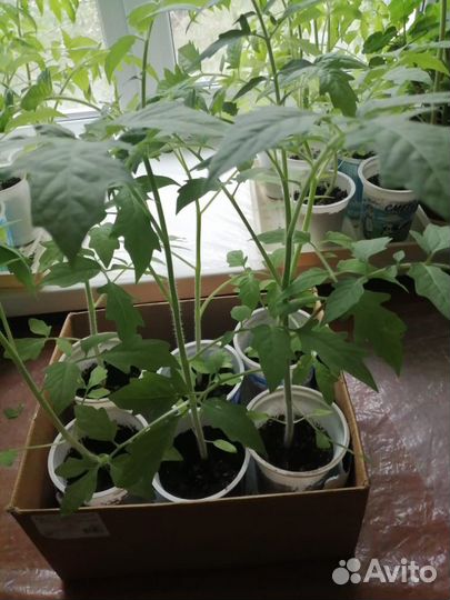 Рассада помидор