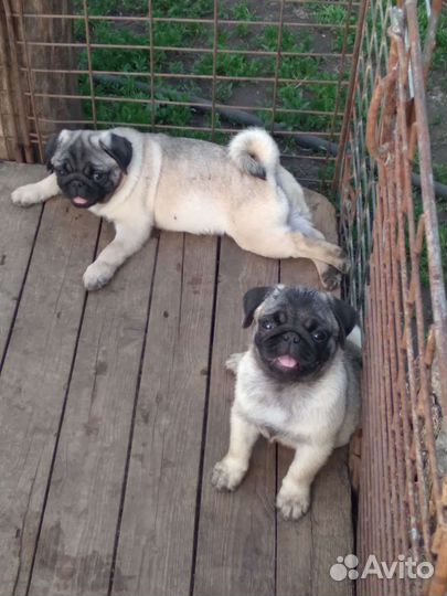 Щенки Мопса