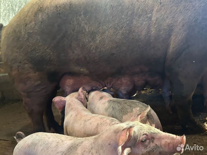 Поросята Ландрас