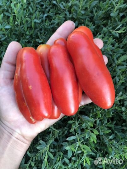 Семена томата Казанова