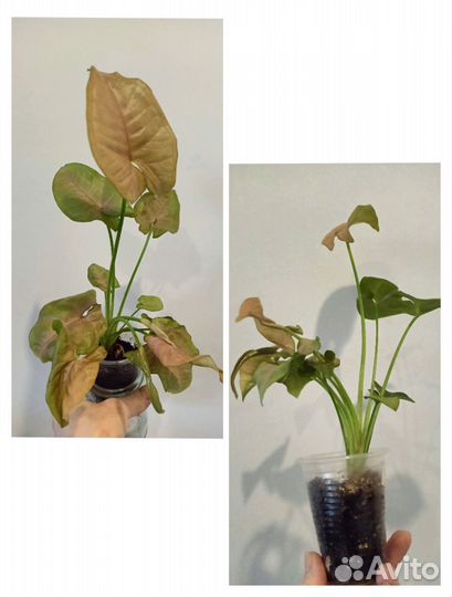 Сингониумы сортовые