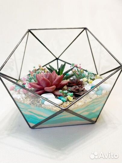 Флорариум суккуленты