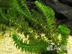 Аквариумные растения