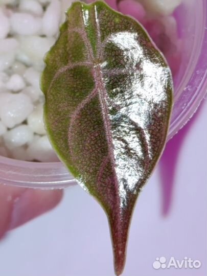 Алоказия Азлани детка