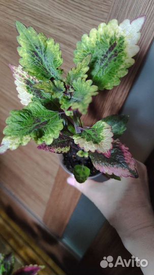 Колеус аватар