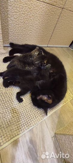 Котята