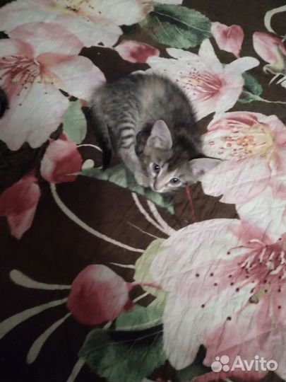 Кошка в дар