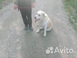 Отдам бесплатно найденную собаку