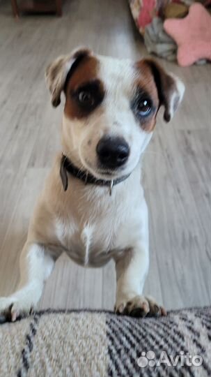 Вязка джек рассел терьер