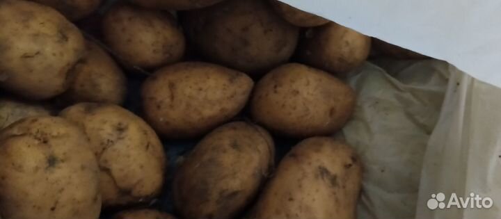 Продам картофель