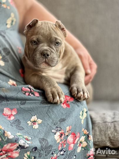 Американский булли щенок девочка покет