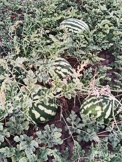 Арбуз оптом с поля Старотитаровская