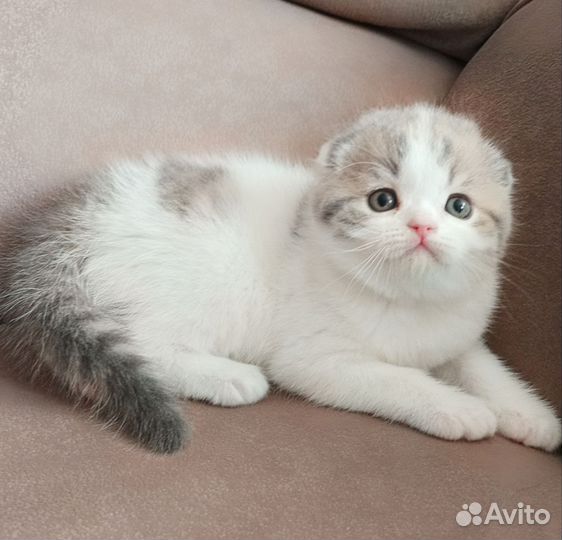 Шотландский вислоухий короткошерстный малыш