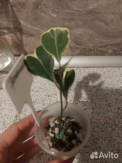 Фикус триангулярис