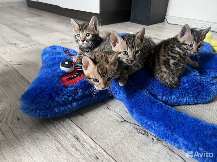 Бенгальские котята