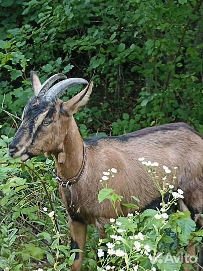Молоко альпийской козы