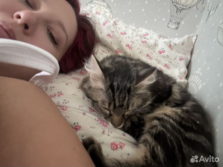 Котенок девочка в добрые руки