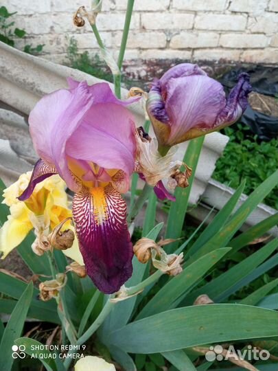 Ирис отдам