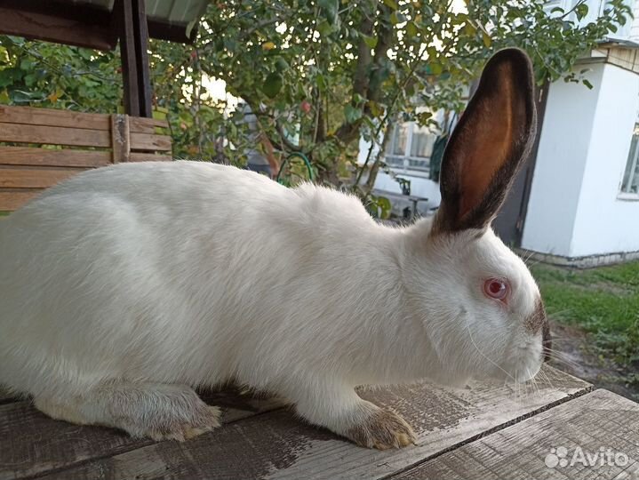 Калифорнийские кролики