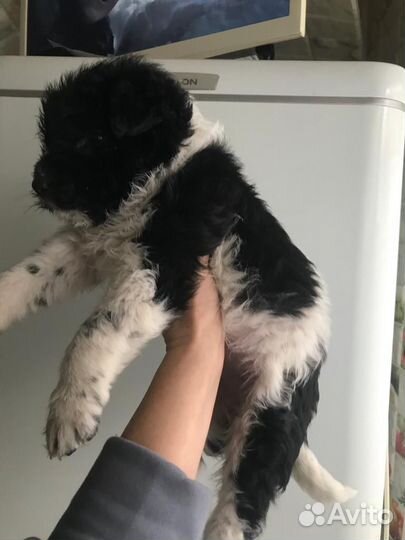 Щенок девочка крупной породы