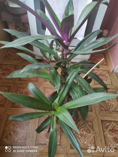 Комнатные растения