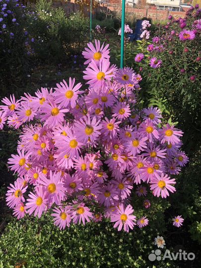 Сентябрины или октябрины